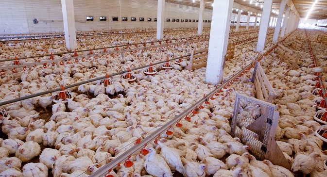 Russia would like to export poultry products to India. Source: Yakov Andreev / RIA Novosti