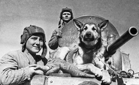 Dogs rescued a total of more than 600,000 people from the battlefield. Source: TASS