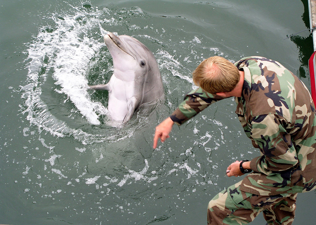 Treinamento de golfinhos para fins militares é prática na Rússia e nos EUA desde a Guerra Fria 