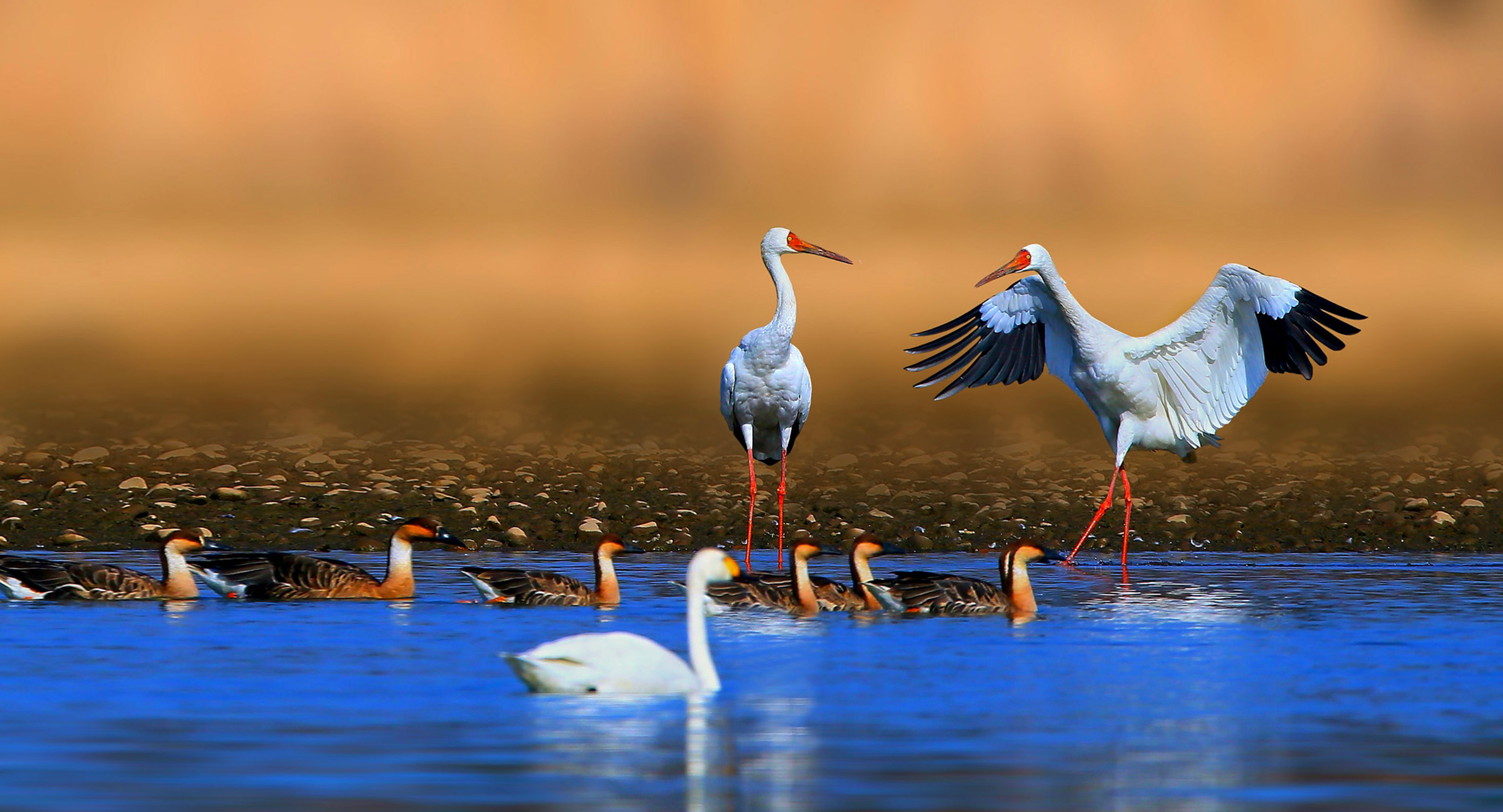 The majestic Siberian cranes fly south every winter. Source: Shutterstock