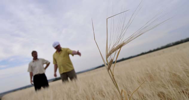 Si stima che nel 2012 gli agricoltori russi raccoglieranno solo 80-85 milioni di tonnellate di grano (Foto: Ria Novosti)