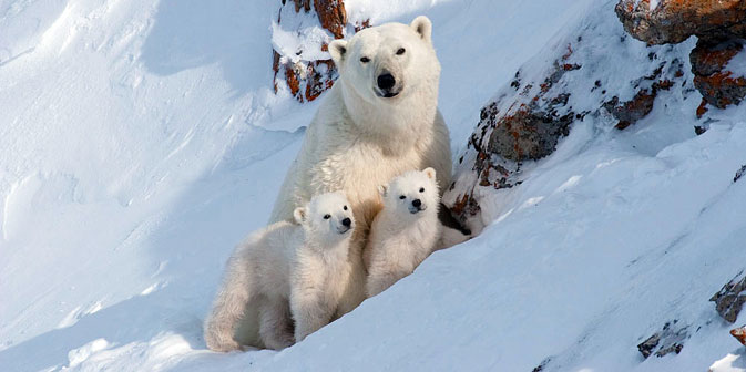Una famigliola di orsi polari (Foto: Bezrukov & Bashnaeva)