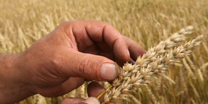 Secondo alcuni esperti, qualora il dazio sui cereali venisse abolito, i commercianti potrebbero guadagnare fino a 20 dollari per ciascuna tonnellata di grano (Foto: Ria Novosti)