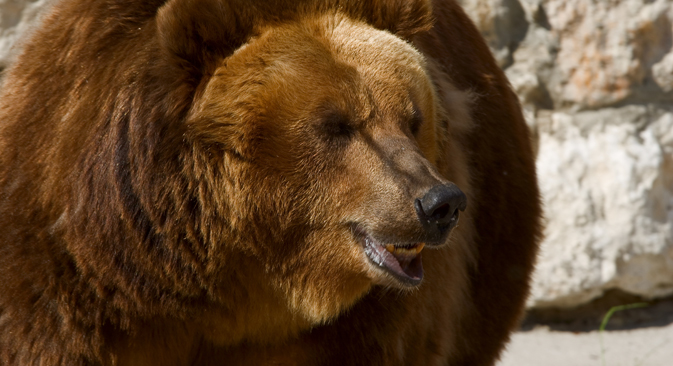 Ci sono alcune cose importanti da sapere nel caso si facesse un incontro ravvicinato con un orso russo (Foto: Lori/Legion Media)
