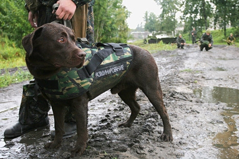 A Nikolo-Uryupino, vicino a Mosca, si trova un centro di addestramento per cani artificieri (Foto: Itar Tass)