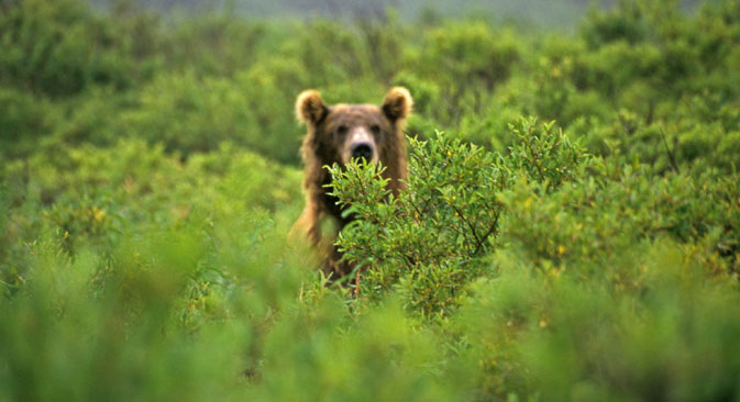 In Kamchatka si è registrato un numero anomalo di orsi che non sono andati in letargo (Foto: Geo photo)