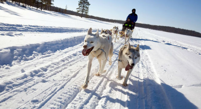 Una corsa sulla neve in sella a una slitta trainata da cani. FonteAlamy / Legion-Media