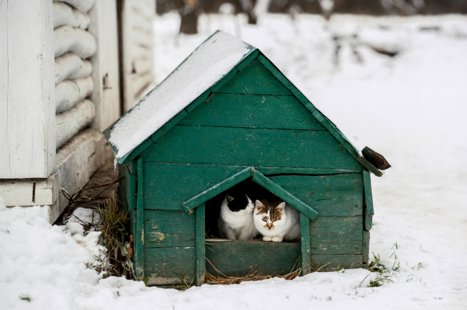 Котки в къщичка за куче до къщата-музей на Лев Толстой в Ясна Поляна, Тулска област.