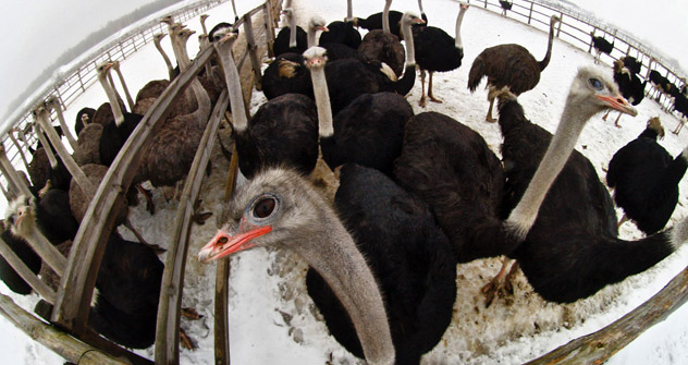 最初の15羽のダチョウが、ムルマンスク州モロチヌイ村に近い小さな畜産農場に来たのは、2007年のことだ。ここから、アンドロナクさん夫婦の家業が始まった。＝イワン・ルドネフ撮影／ロシア通信