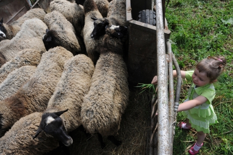 村上春樹によれば、まさにロマノフ種の羊が他の有名な種とともに日本の風土に順応させられ、とくべつ暖かい毛皮をもつこの動物の群れのなかにこの人気小説のヒロインである邪悪な羊が紛れこんだのである。＝PhotoXPress撮影