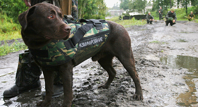 セルゲイ・ショイグ国防相の指令により、400人余りの応召兵が、ロシア軍のなかでも最も珍しい専門分野の一つといえる番犬や地雷探索犬の調教を学ぶことになった＝タス通信撮影