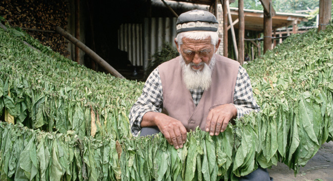 キルギス共和国でタバコの葉を乾燥させる老人＝Corbis/All Over Press撮影