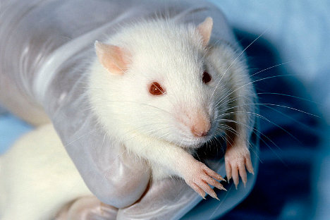 Les cages des animaux seront équipées de webcams qui diffuseront sur Internet. Les scientifiques comptent observer plusieurs générations de rats – cinq générations, si les animaux survivent. Source : service de presse