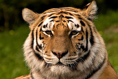 Руски еколози позивају светску заједницу да уједини напоре у спасавању амурског тигра који изумире. Фотографија: С. Тахери.