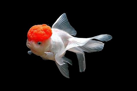 Оранда, једна од украсних врста акваријумске „златне рибице“ са „црвеном капицом“ на глави. Фотографија: Andreea Filip.