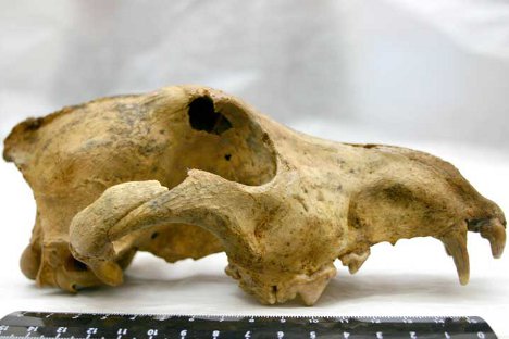 Откриће типично псеће лобање старости од 33 хиљаде година на Алтају изазвало је невероватну полемику. Извор: Сибирско одељење Руске академије наука.