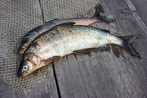 Рибник је јело од теста са руског Севера у које се риба ставља цела, са главом и перајима. Извор: Lori / Legion Media.