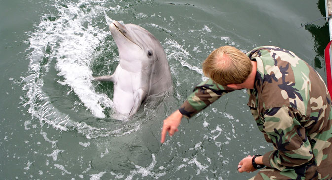 Данас у свету постоје само два центра за обуку борбених делфина — то је база у Сан Дијегу (САД) и Севастопољ (Русија). Фотографија из слободних извора.