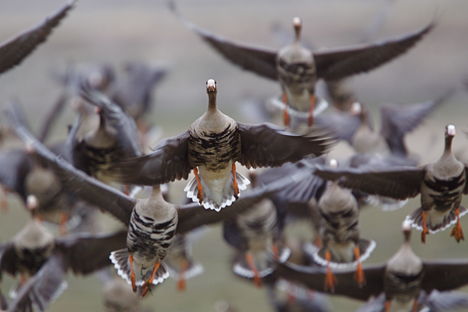 Желите ли да проучавате миграције арктичких гусака? Извор: Shutterstock.