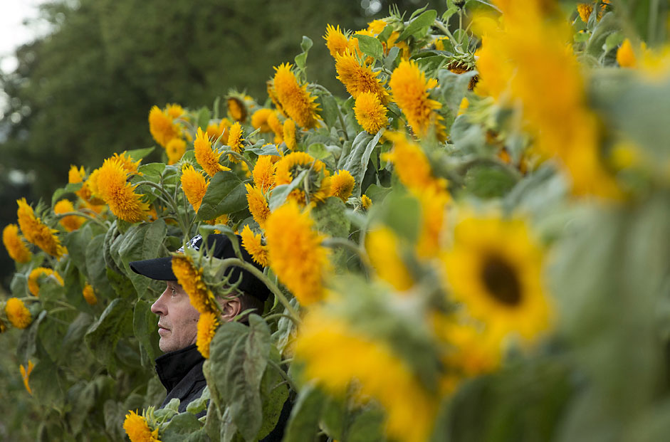 A man stands between ornamental sunflowers in Moscow StateUniversity's botanic garden in central Moscow, Russia.
