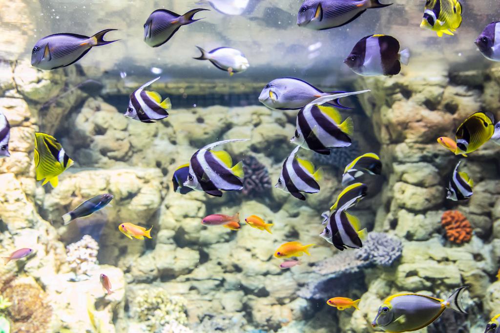 Parte dos peixes é mantida em quarentena durante período de adaptação