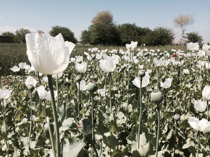 Afghan opium trade 