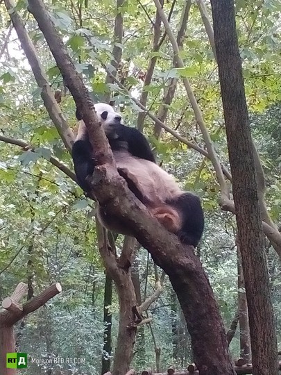 China's panda breeding programme