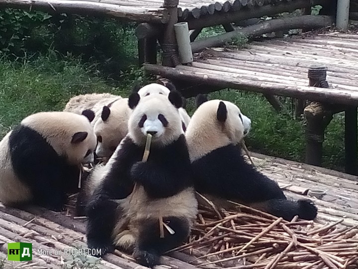 China's panda breeding programme