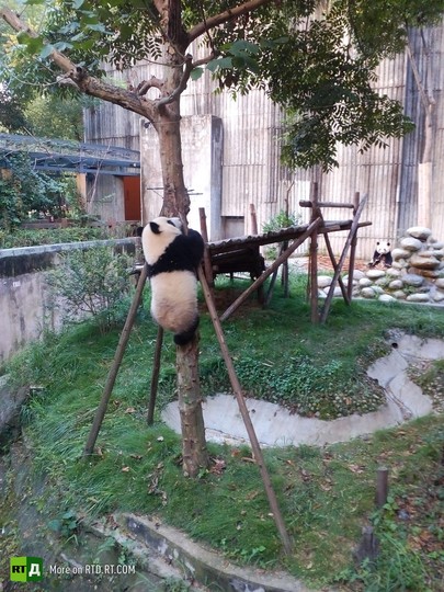 China's panda breeding programme