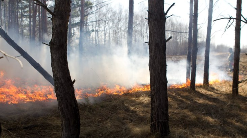 В Усть-Донецком районе Ростовской области ликвидировали лесной пожар