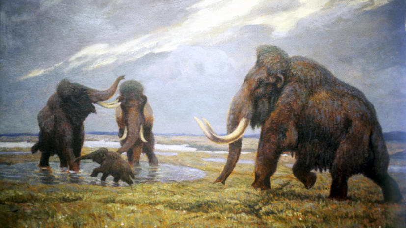 Геном мамонта: учёные близки к воссозданию доисторического зверя